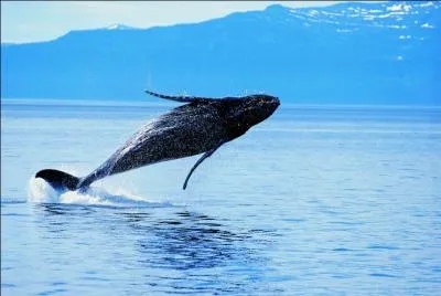 Comment se dit  baleine  en anglais ?