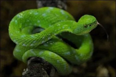 En anglais,  serpent  se dit :