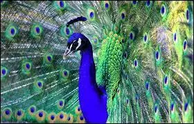 En anglais, comment dit-on  paon  ?