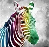 Quelles sont les couleurs d'un zbre ?