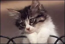 Quel bruit fait le chat ?