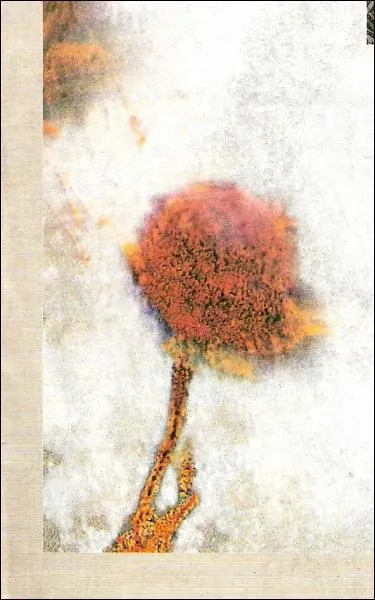 A qui appartient cette pochette?