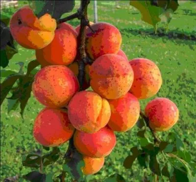 Vérité historique, fausse anecdote, on ne sait pas ! Quelle est l'origine du mot abricotier ?