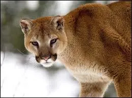 Quel est le nom latin du puma, couguar ou cougar ?