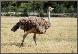 L'autruche pond ses oeufs dans :