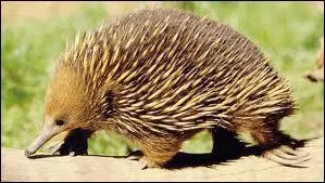 Quelle est la particularit de l'chidn ?