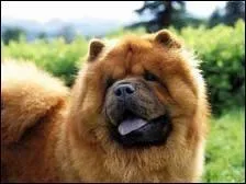 Selon des analyses d'ADN rcentes, le chow-chow est :