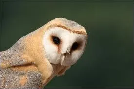 La chouette effraie, ou dame blanche, ou encore effraie des clochers, est l'espce de strigiformes :