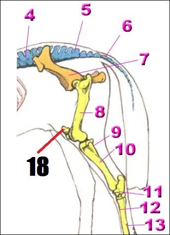 Quel os correspond au numro 18 ?