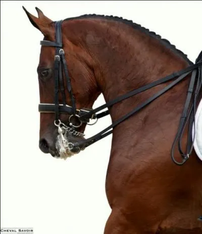 Sur la photo le cheval est en attitude :