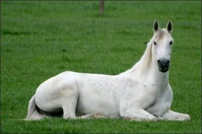 Quelle cette sa robe ?