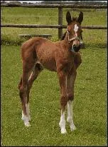 Comment s'appelle le petit du cheval ?