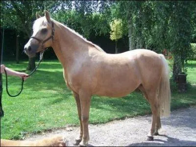 Comment s'appelle cette race ?