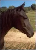 Comment s'appelle la femelle du cheval ?