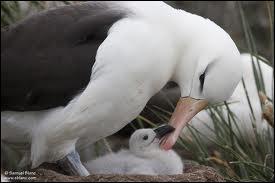 La saison de reproduction de l'albatros est trs longue et il peut s'couler prs de 2 ans entre la ponte des ufs et l'mancipation des jeunes.
