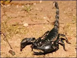 Le corps d'un scorpion est divis en 4 parties.