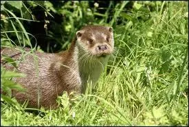 Voici une loutre commune, allez donc la retrouver en Europe !