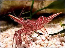 Cette crevette danseuse vit en eau de mer.