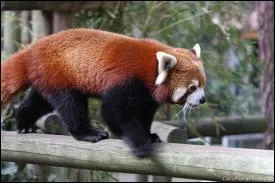 Ce renard  pattes noires  4 diffrents noms.