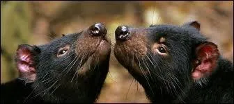 Le diable de Tasmanie appartient  la famille des canids.