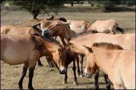 Il y a des chevaux de Przewalski en France.