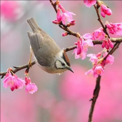 Trouvez le titre de cette chanson de Gilbert Bcaud !