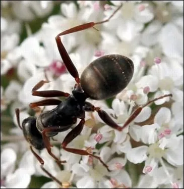 Quel est cet insecte ?