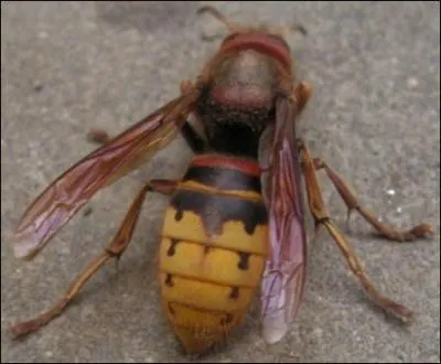 Quel est cet insecte ?