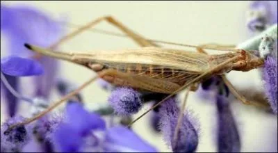 Quel est cet insecte ?