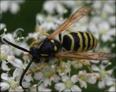 Quel est cet insecte ?