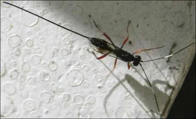 Quel est cet insecte ?