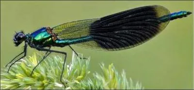 Quel est cet insecte ?