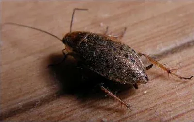 Quel est cet insecte ?