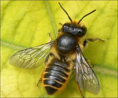 Quel est cet insecte ?