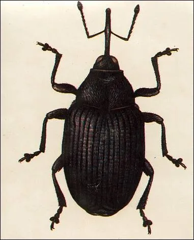 Quel est cet insecte ?