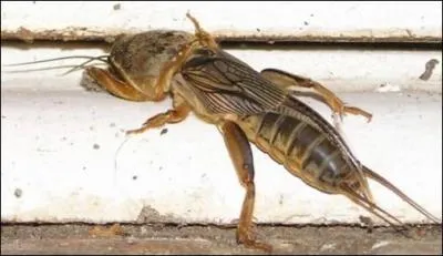 Quel est cet insecte ?