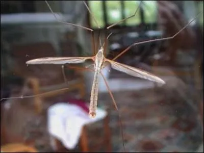 Quel est cet insecte ?