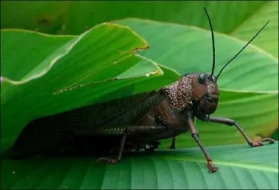 Quel est cet insecte ?