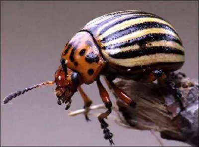 Quel est cet insecte ?