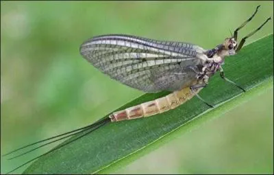 Quel est cet insecte ?