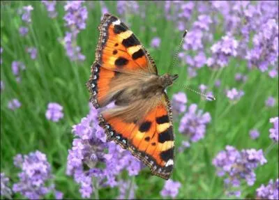 Quel est cet insecte ?
