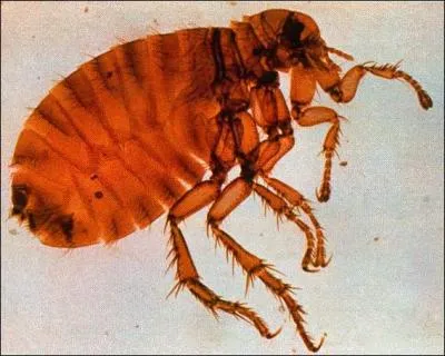 Quel est cet insecte ?