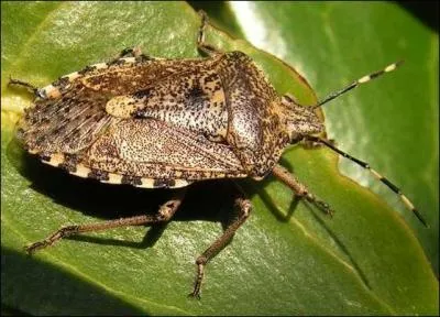 Quel est cet insecte ?