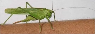 Quel est cet insecte ?