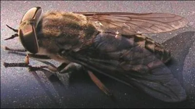 Quel est cet insecte ?