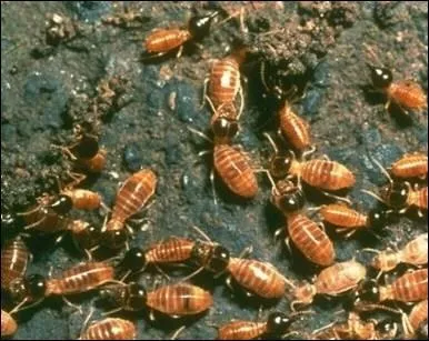 Quels sont ces insectes ?