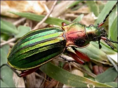 Quel est cet insecte ?