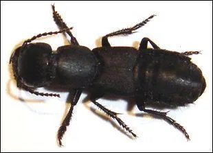 Quel est cet insecte ?