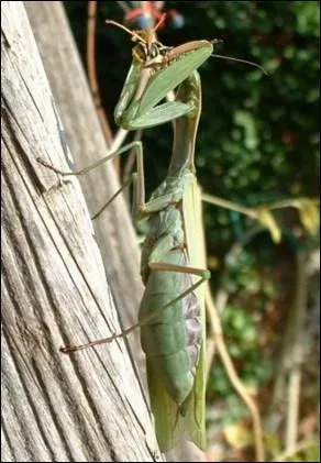 Quel est cet insecte ?