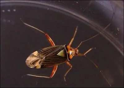 Quel est cet insecte ?